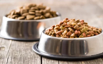 Comidas para mascotas: Tipos y beneficios para su bienestar