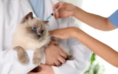 Consejos para cuidar a tu gato y garantizar su bienestar